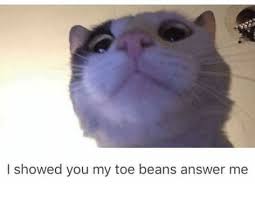 Pin By Harrison Allen On Cute Animals Animal Memes Cat Memes Funny Pictures