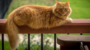This large domestic cat breed is seen in a wide array of colors and patterns. Maine Coon Cat Breed Info Characteristics The Dutiful Cat