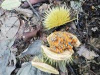 Image result for Caloncoba crepiniana