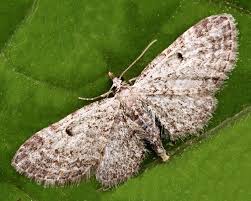 Image result for Eupithecia tenuiata