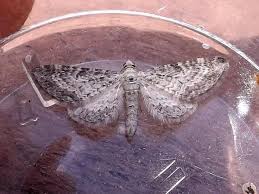 Image result for Eupithecia subumbrata