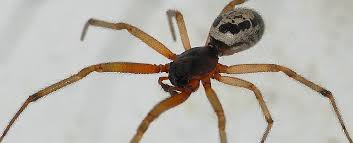 The nobel false widow spider has made its presence in ireland known after reports emerged that two waterford women had been hospitalised after researchers from venom systems lab, nui galway, dr michel dungon and john dunbar say a bite from a false widow spider could lead to steatodism. Scientists Confirm Certain Spider Bites Inject Something Even Worse Than Venom