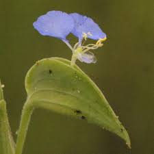 Image result for Commelina petersii