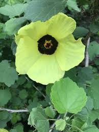 Image result for Hibiscus calyphyllus