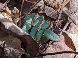 Image result for Pellaea angulosa