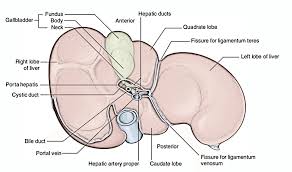The aast (american association for the surgery of trauma) liver injury scale, most recently revised in 2018, is the most widely used liver injury grading system 3. Easy Notes On Liver Learn In Just 4 Minutes Earth S Lab