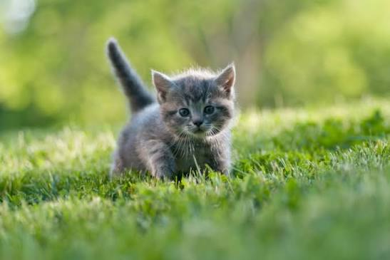 Cica-ovi | Pet4you.hu