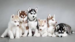 All puppy pricing, availability, estimated arrival times and descriptions are believed to be accurate, but we do not warrant or guarantee such accuracy. Siberian Husky Puppies For Sale Miami Gorgeous Puppies