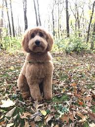 Royal F1b Goldendoodle Timberidge Goldendoodles 5 Months Royal Doodle Goldendoodle Puppy F1b Goldendoodle Goldendoodle