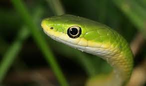 Large snakes such as the king cobra and the python can live 30 to 40 years. Snakes Facts Diet Habitat Information