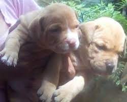 2 and 1/2 years old abandoned female puppy, sterilized, vaccinated for anti rabies, kind and playful, looking for a kind home. American Pitbull Xl Puppies In Sri Lanka Siyaluma Lk