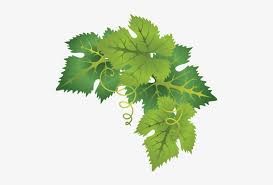 Calendar, frames and photo frames, invitation png and psd formats. Grape Leaves Png Clipart Free Grapes Leaf Png Transparent Png 500x491 Free Download On Nicepng