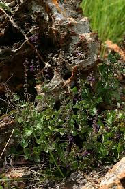 Image result for Equilabium selukwense