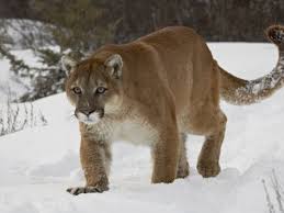 Pin On Cougars