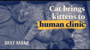 You have given me my beloved cat who has improved my life greatly. Cat Brings Her Ill Kittens To Clinic For Humans In Turkey Daily Sabah