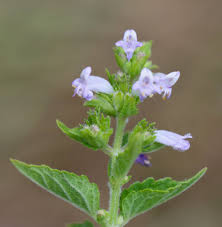 Image result for Cantinoa