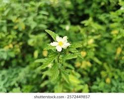 Image result for Malvastrum coromandelianum