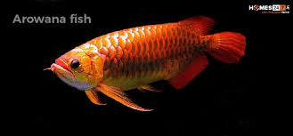 Shop the betta fish supplies your pet needs at petco. Best Vastu Fishes For Home Aquarium Direction Homes247 In