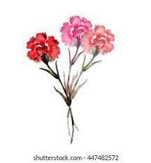 Godetia Flower Lyrics Best Flower Wallpaper