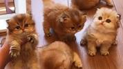 Scottish Fold British Shorthair Orange