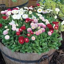 Image result for Bellis