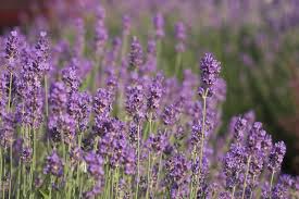 My lifestyle the most romantic flower, what flowers do i get my girlfriend, what flowers mean miss you, what kind of flowers do you give a man, mean to. 10 Unusual Flower Choices For A Girlfriend Gardening Channel