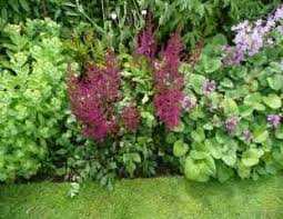 Astilbe prefers consistently moist soil and partial sun and shady conditions. How To Grow Astilbes