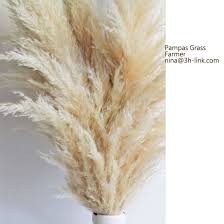Buy pampas grass online with fast delivery and free shipping at www.aliexpress.com. Dried Pampas Grass In Natural Color For Home Decoration China Pampas Grass And Dried Pampas Grass Price Made In China Com