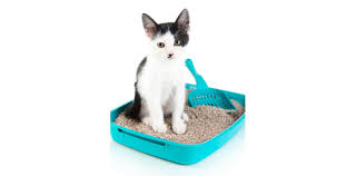 Wenn ihre katze plötzlich auf den teppich uriniert, kann es mehrere ursachen geben. Katzenunsauberkeit Hilfe Meine Katze Pinkelt Uberall Hin Katz Haus