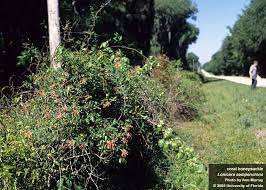 How To Control Honeysuckle - Aquaplant: Management Of Pond Plants & Algae