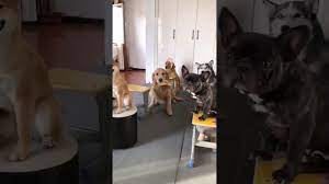 抖音tiktok 搞笑视频合集二哈宠物哈士奇笑死人不偿命二哈 animals dogs