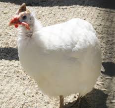 white african guinea