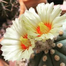 pin by fattiger bigbeer on cactus flower flowers plants cactus
