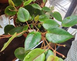 Image result for Begonia elaeagnifolia