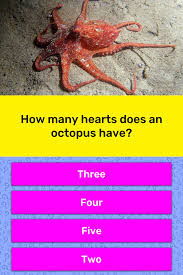 Our online heart trivia quizzes can be . How Many Hearts Does An Octopus Have Trivia Answers Quizzclub