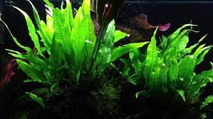 Berbagai jenis tanaman aquascape yang mudah dipelihara. 15 Jenis Tanaman Yang Bagus Untuk Menghias Aquascape