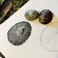 Image result for Melhania prostrata