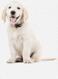 Puppies are very intelligent… not to mention very cute! Labrador Retriever Puppy Golden Retriever Cat Pet Puppy Animals Carnivoran Pet Png Pngwing