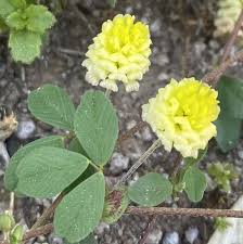 Image result for Trifolium campestre