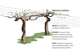 Image result for pruning grapes on a pergola