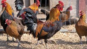 You need to allow for a reasonable amount of time after the first letter was received. Why Do Roosters Crow The Martha S Vineyard Times