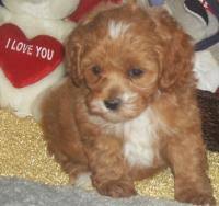 If you are new, please keep reading :) Cockapoos Breeders Registry American Cockapoo Club