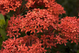 Flowering trees of the world + join group. Pin By Satish Nair On Flowers Of India Plants Flowering Trees Tropical Landscaping
