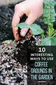 10 Interesting Ways To Use Coffee Grounds In The Garden Uses For Coffee Grounds Coffee Grounds For Plants Coffee Grounds Garden