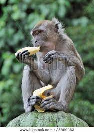 Monkey Eating Banana Against Blurred Green Background Poster Id 25889363 Eating Bananas Green Backgrounds Monkey