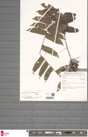 Image result for Lomariopsis hederacea