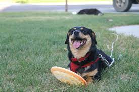 It has sharp standing ears like corgis and black & tan coat color like the rottweiler. Choosing A Rottweiler Mix Breed Which Is Best For Your Home Embora Pets