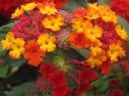 Https Flic Kr P Snzjgc Lantana לנטנה Lantana Flowers Plants