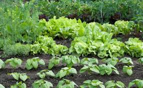 Fidanları ortalama 4 metre aralıklarla dikilir. Hangi Bitkiler Yan Yana Iyi Buyur Uzman Tavsiyesi 2019 2020