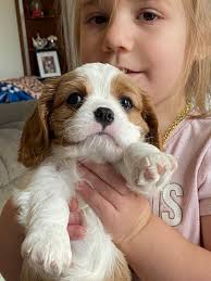 Almost 6 weeks old and so much fun. Coton de Tulear puppies 🐶 Wilmington  NC USA 🇺🇸